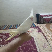 عروس‌هلندی‌