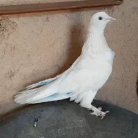 ماده کاشونی