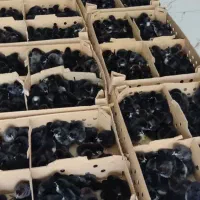 پخش عمده جوجه یک روزه + مشاوره در پرورش