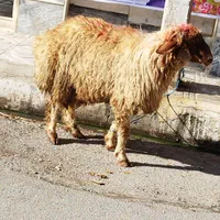 بره‌نر‌ برای کشتار‌ و‌ میش‌ و‌ شیشک‌ و بز