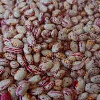 لوبیا چیتی