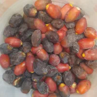رطب و لیموی نگین استان یوشهر  جم