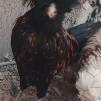 فروش خروس لهستانی سالم