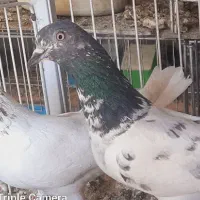 کفتر کبوتر ۲۰۰تومن