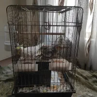عروس هلندی