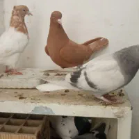 کبوتر|پرنده|اردبیل, |دیوار