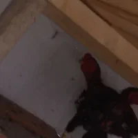 مرغ و خروس لاری