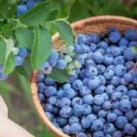 بلوبری تازه شمال بسته 125 گرمی