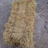 سرچینا