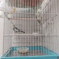یک جفت عروس