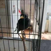 مرغ مینا