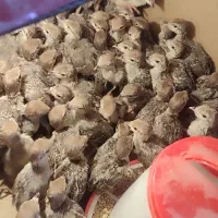 جوجه بلدرچین کوهی