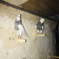 فروش جفت طوقی ۷رنگ