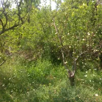 خرید گندم  و  جو