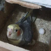 یک جفت طوطی مولد