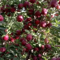 اجاره میوه  سیب الو شلیل وزردالو نقدا گرفته میشود