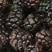 شاه توت