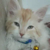 گربه آروم خونگی زرنگ و بی صدا