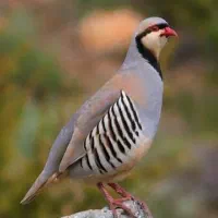 جوجه بلدرچین