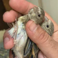 جوجه سهره قناری نرمه خور