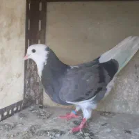 کفتر گرفتنی