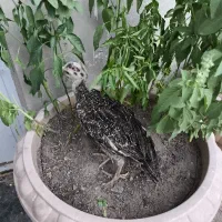 دو عدد بوقلمون ۱ نیم ماهه