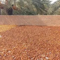 خرما برحی