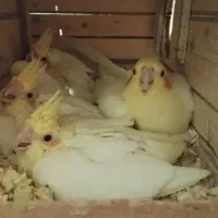 یک جفت عروس هلندی مولد