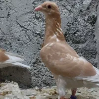 کبوتر