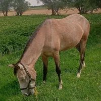 اسب کرد|اسب و تجهیزات اسب‌سواری|سجاس رود, |دیوار