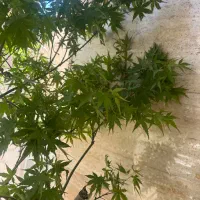 گیاه درختچه افرا زینتی