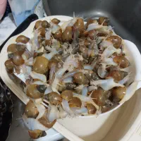حلزون آلبینو واچاتینا سه ماهه