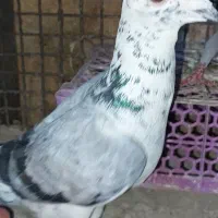 پلاکی نرماده ((حمال))