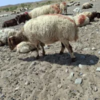 میش|حیوانات مزرعه|قائن, |دیوار