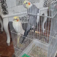 جفت عروس