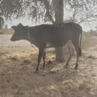 گاو