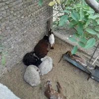 گوسفند
