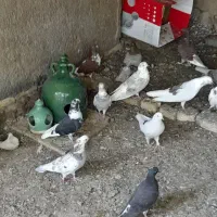 کبوتر اصل  تهران