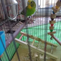 مرغ عشق ماده