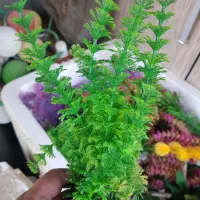 دکوری اکواریوم