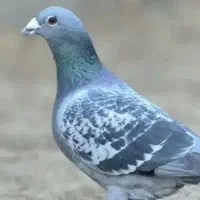 طوقی زرد پرخال وسبز پولکی