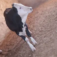 البسه و گوسالع نر