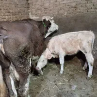 سلام‌ گاو سیمنتال اصیل با گوساله شاروله
