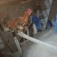 خروس  چهل تاج محلی اصل