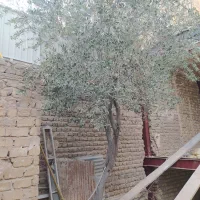 فروش درخت زیتون