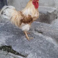 خروس گلین