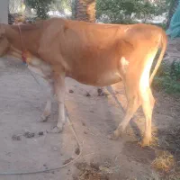 گاو داشتی شیر