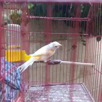 ماده 4گل درجه 1