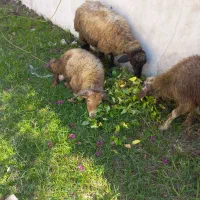 بره نرقوچ شاخدار