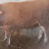 گوساله